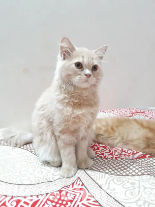 Pure Traditional persian kitten